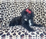 Small #6 Aussiedoodle Miniature 