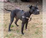 Small #11 American Pit Bull Terrier-Great Dane Mix