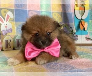Pomeranian Puppy for sale in LANCASTER, PA, USA