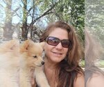 Small Photo #1 Pomeranian Puppy For Sale in WILLIAMSBURG, CO, USA