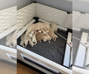 Tibetan Terrier Puppy for Sale in ALEXANDRIA, Virginia USA