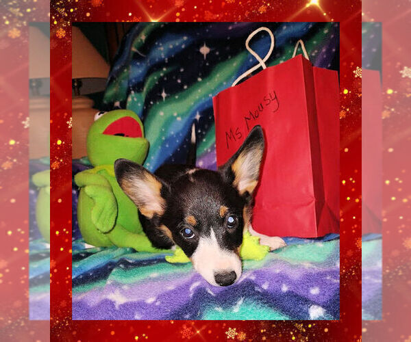 Medium Photo #11 Pembroke Welsh Corgi Puppy For Sale in GALLEGOS, NM, USA