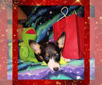 Small Photo #11 Pembroke Welsh Corgi Puppy For Sale in GALLEGOS, NM, USA