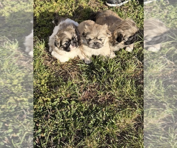 Medium Photo #1 Pekingese Puppy For Sale in ANTIOCH, TN, USA