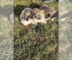 Pekingese Litter for sale in ANTIOCH, TN, USA