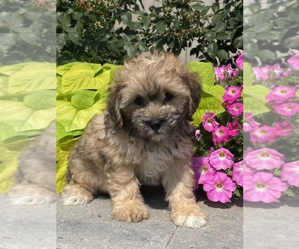 Medium Photo #2 Lhasa Apso-Poodle (Toy) Mix Puppy For Sale in CANOGA, NY, USA