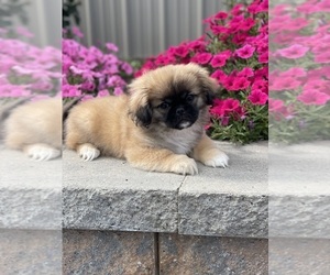 Pekingese Puppy for sale in CANOGA, NY, USA