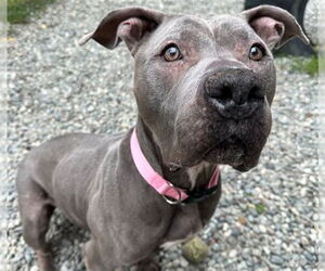 Medium American Pit Bull Terrier Mix