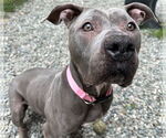 Small American Pit Bull Terrier Mix