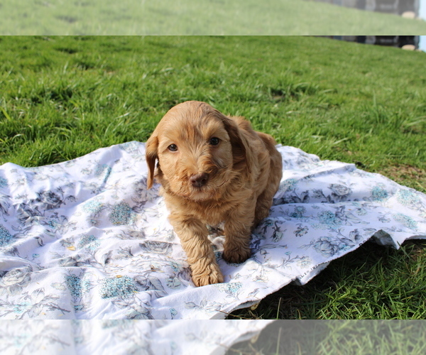 Medium Photo #1 Goldendoodle (Miniature) Puppy For Sale in BLOOMINGTON, IN, USA