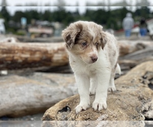 Border Collie Puppy for sale in EVERETT, WA, USA