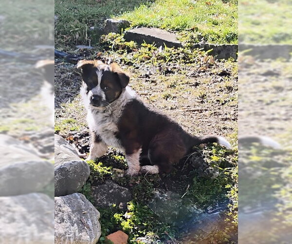 Medium Photo #1 Mutt Puppy For Sale in Polson, MT, USA