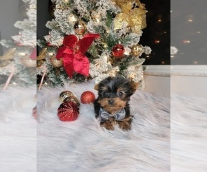 Yorkshire Terrier Puppy for sale in INDIANAPOLIS, IN, USA