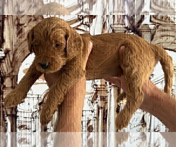 Medium Photo #7 Goldendoodle Puppy For Sale in HUNTINGTON BEACH, CA, USA