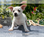 Puppy Biscuit Chihuahua