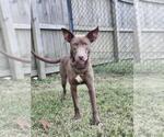 Small #6 Australian Kelpie Mix