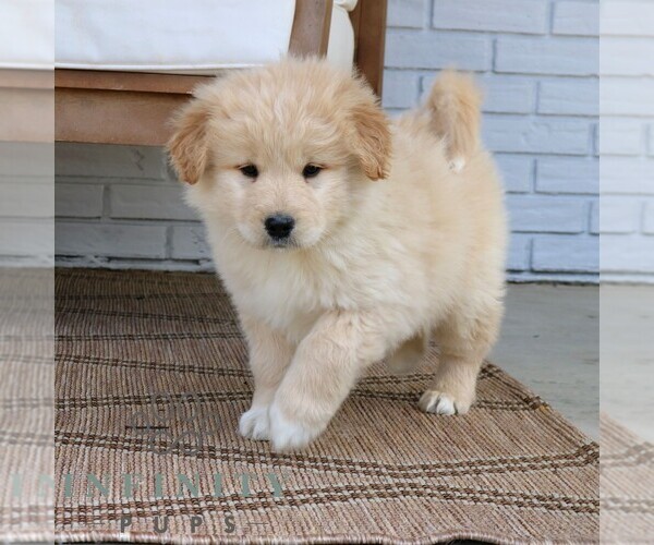 Medium Photo #2 Goldendoodle-Samoyed Mix Puppy For Sale in PARADISE, PA, USA