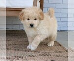 Small #1 Goldendoodle-Samoyed Mix