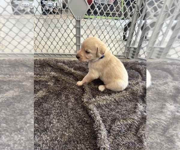 Medium Photo #4 Labradoodle Puppy For Sale in KIRKSVILLE, MO, USA
