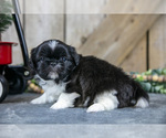Small Photo #15 Shih Tzu Puppy For Sale in GREENWICH, OH, USA