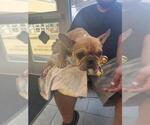 Small French Bulldog Mix