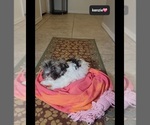 Small #1 Havanese