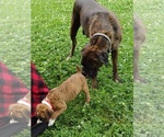 Small #5 Boxer