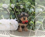 Small #2 Yorkshire Terrier