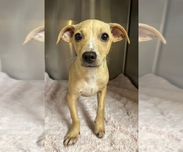 Medium Photo #4 Chihuahua-Unknown Mix Puppy For Sale in Oak Bluffs, MA, USA