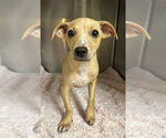 Small #3 Chihuahua Mix