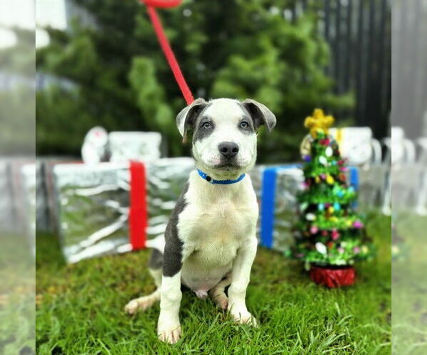 Medium Photo #1 Mutt Puppy For Sale in Long Beach, CA, USA