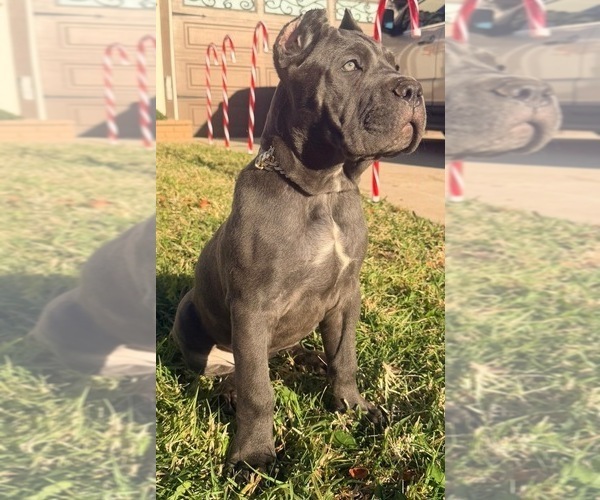Medium Photo #1 Cane Corso Puppy For Sale in MORENO VALLEY, CA, USA