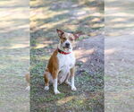 Small #5 Mutt