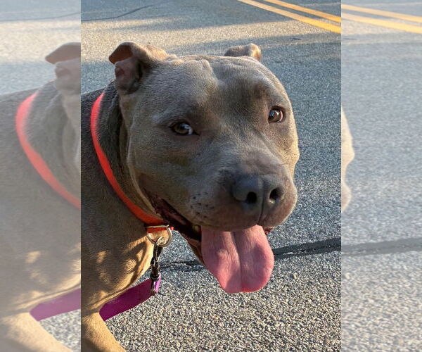 Medium Photo #4 American Pit Bull Terrier Puppy For Sale in Hillsboro, NH, USA