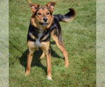 Small #1 Collie-German Shepherd Dog Mix