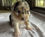 Small #4 Australian Shepherd-Miniature Australian Shepherd Mix