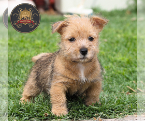 Norwich Terrier Puppy for sale in Olavarria, Buenos Aires, Argentina