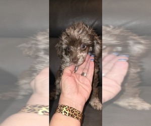 Poodle (Toy) Puppy for sale in DYERSBURG, TN, USA