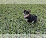 Small Photo #4 Shiba Inu Puppy For Sale in MERRITT IS, FL, USA