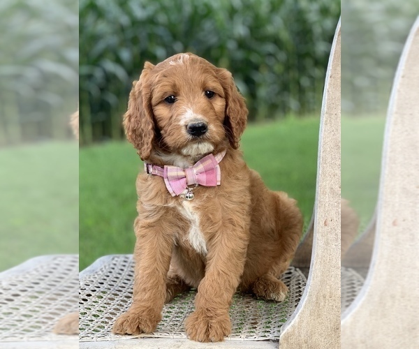 Medium Photo #9 Irish Doodle Puppy For Sale in WOOSTER, OH, USA