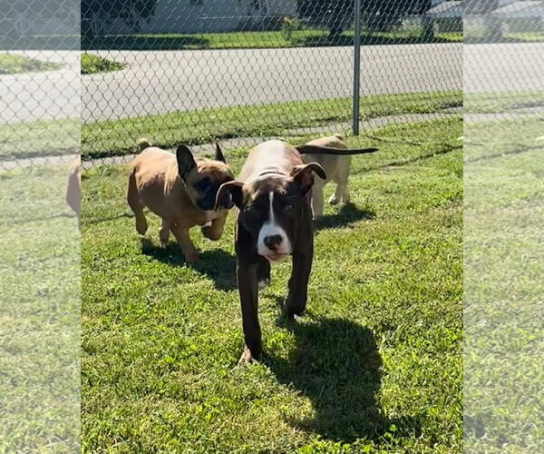 Medium Photo #17 American Pit Bull Terrier-Unknown Mix Puppy For Sale in Germantown, OH, USA