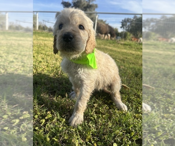 Medium Photo #4 Goldendoodle Puppy For Sale in QUEEN CREEK, AZ, USA
