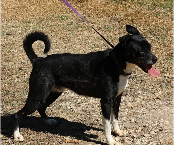 Medium Photo #2 Basenji-Boxer Mix Puppy For Sale in Bandera, TX, USA