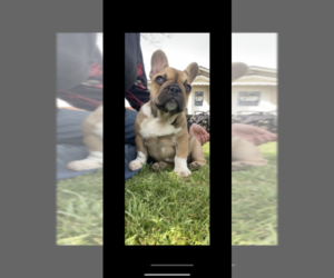 French Bulldog Puppy for sale in GERBER, CA, USA