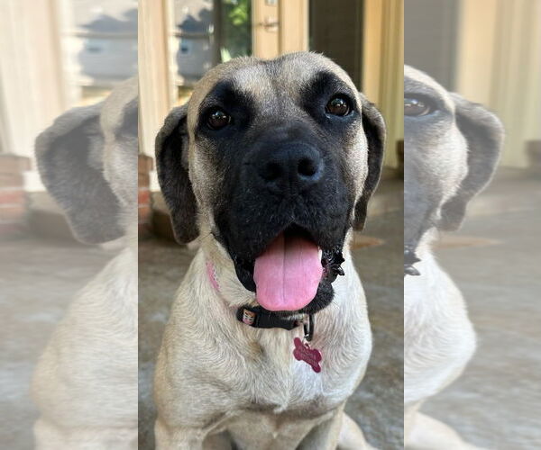 Medium Photo #3 Mastiff Puppy For Sale in Edmond, OK, USA