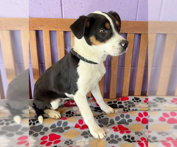 Medium Photo #3 Australian Shepherd-Unknown Mix Puppy For Sale in Genesee, WI, USA