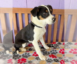 Australian Shepherd-Unknown Mix Dogs for adoption in Genesee, WI, USA