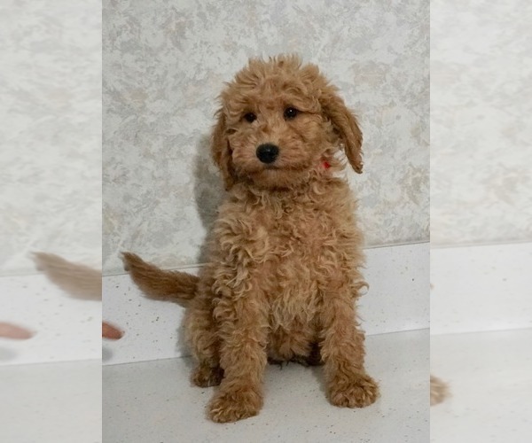 Medium Photo #3 Labradoodle-Poodle (Miniature) Mix Puppy For Sale in NAPPANEE, IN, USA