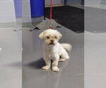 Small #4 Shih Tzu Mix