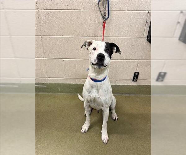 Medium Photo #2 American Pit Bull Terrier-Unknown Mix Puppy For Sale in Moreno Valley, CA, USA